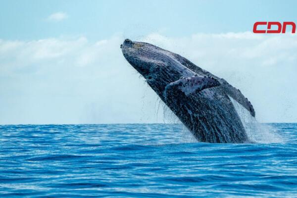 Ballenas jorobadas en Samaná
Foto: Fuente externa